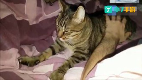 猫老大：揭秘猫咪界的传奇领袖